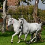 Lipicanac – konj zvan savršenstvo